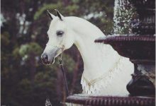 صور خيول عربية جميلة