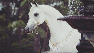 صور خيول عربية جميلة