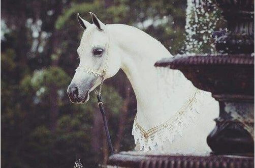 صور خيول جميلة , أحلي صور حصان عربي أصيل , خلفيات خيول رائعة | | موقع حصري