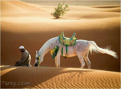 صور الخيول العربية