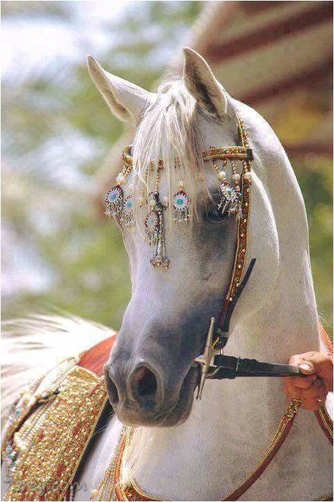 صور خيول عربية