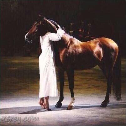 صور خيول عربية