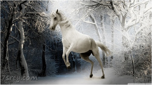 صور خيول في الثلج
