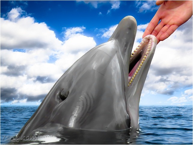صور دولفين في البحر , أحلي صور للدولفين , أجمل صور الدولفين – موقع حصري