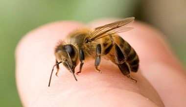 اضرار لسعة النحلة