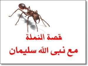 الهدهد المعتدي والنملة المتسامحة وحدة عالم الطيور والحشرات ص 90 المصدر السعودي