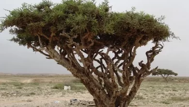 أهمية شجرة اللبان للاقتصاد العماني