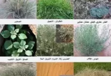 اسماء و اشكال النباتات الصحراوية في الكويت