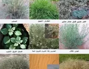 اسماء و اشكال النباتات الصحراوية في الكويت