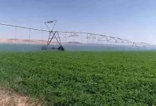 اهم المحاصيل الزراعية في المملكة العربية السعودية