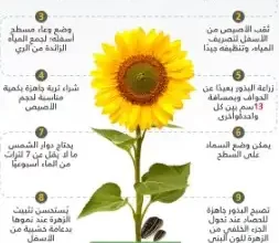 طريقة زراعة دوار الشمس في السعودية و الوقت المناسب