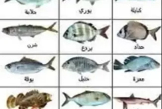 أنواع الأسماك في عمان مع الصور