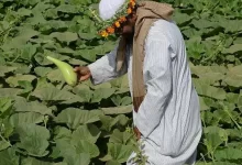 اهم المحاصيل الزراعية في جدة