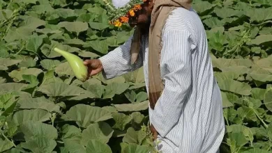 اهم المحاصيل الزراعية في جدة